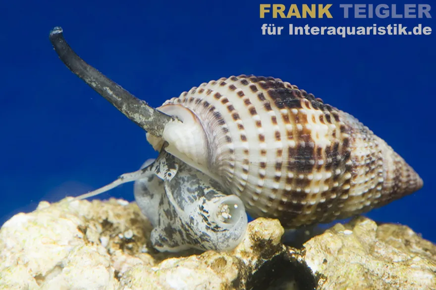 Halsband-Sandschnecke, Nassarius distortus