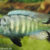 Haplochromis brownae