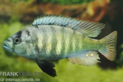 Haplochromis brownae