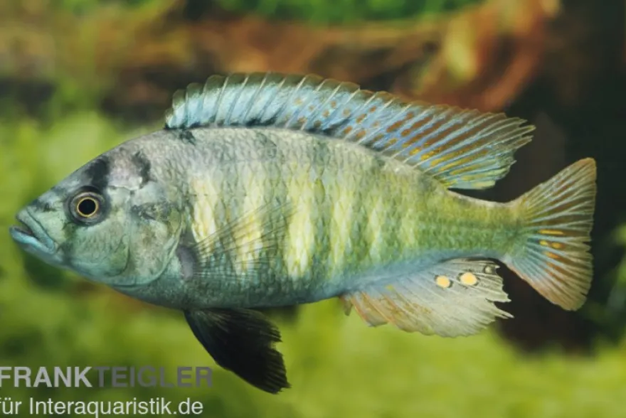 Haplochromis brownae
