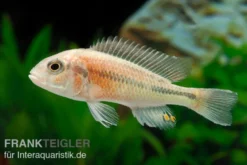 Haplochromis spec. HIPPO POINT SALMON, DNZ