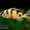 Haplochromis spec. ZEBRA OBLIQUIDENS, DNZ