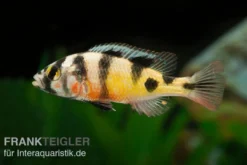 Haplochromis spec. ZEBRA OBLIQUIDENS, DNZ