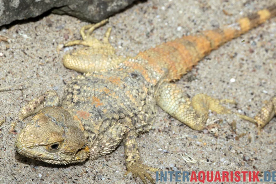 Hardun, Laudakia stellio brachydactyla, Zufällig ausgewählt