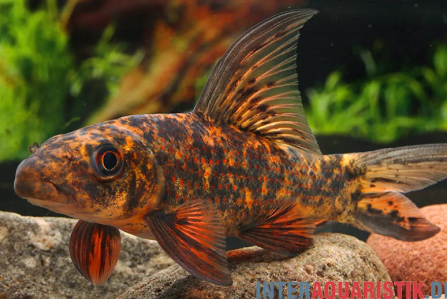 Harlekin-Fransenlipper, Labeo cyclorhynchus/variegatus