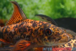 Harlekin-Fransenlipper, Labeo cyclorhynchus/variegatus