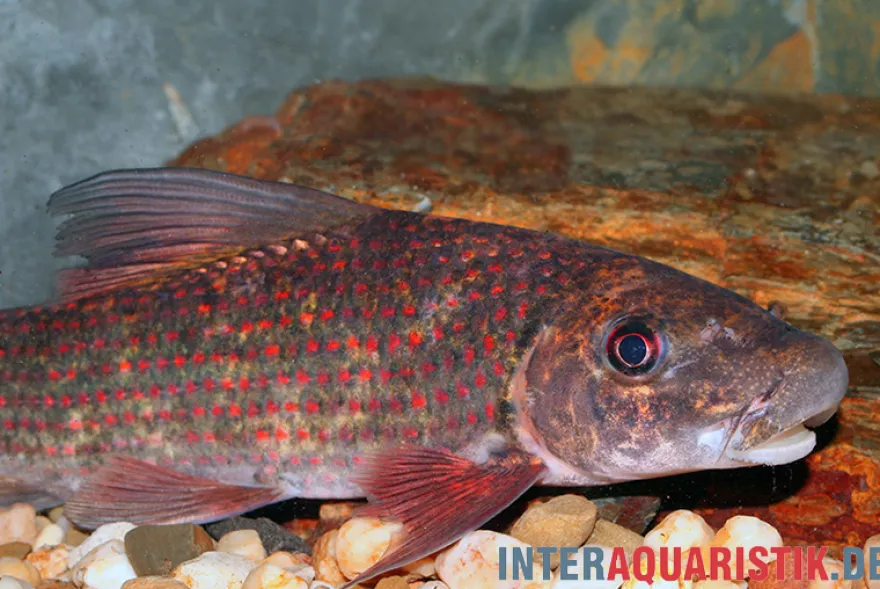 Harlekin-Fransenlipper, Labeo cyclorhynchus/variegatus