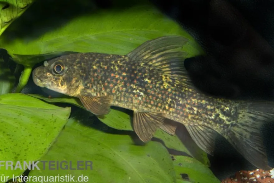 Harlekin-Fransenlipper, Labeo cyclorhynchus/variegatus