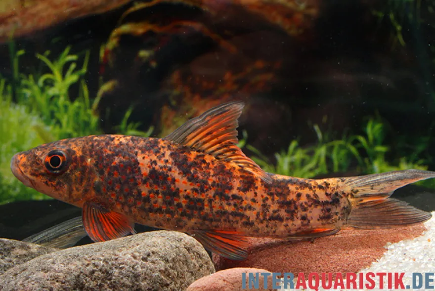 Harlekin-Fransenlipper, Labeo cyclorhynchus/variegatus