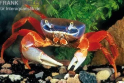 Harlekinkrabbe, Cardisoma armatum, Zufällig ausgewählt