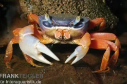 Harlekinkrabbe, Cardisoma armatum, Zufällig ausgewählt