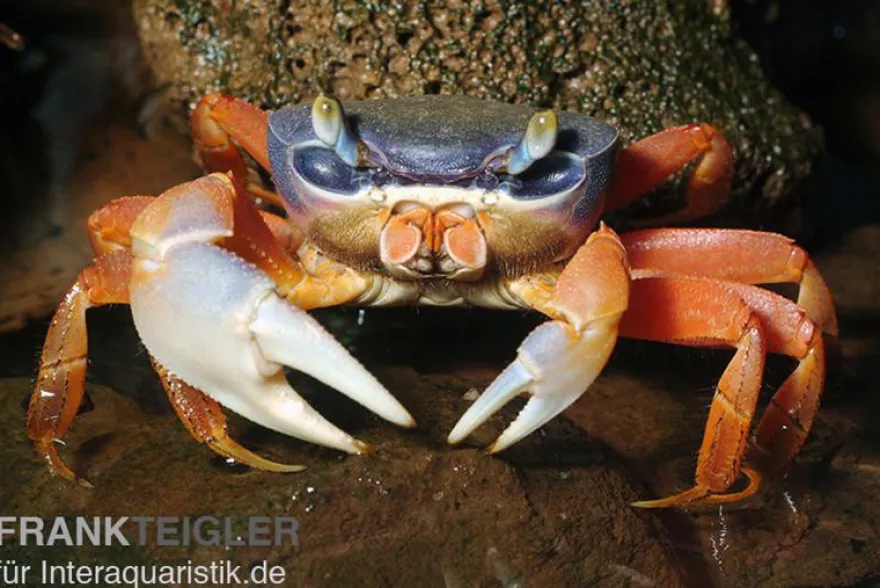 Harlekinkrabbe, Cardisoma armatum, Zufällig ausgewählt