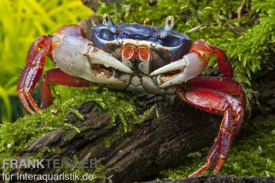 Harlekinkrabbe, Cardisoma armatum, Zufällig ausgewählt