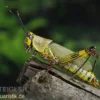 Harlekinschrecke, Zonocerus variegatus