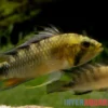 Harlekin-Zwergbuntbarsch, Apistogramma rositae