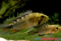 Harlekin-Zwergbuntbarsch, Apistogramma rositae