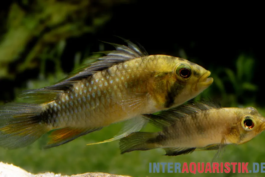 Harlekin-Zwergbuntbarsch, Apistogramma rositae