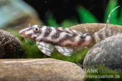 Harnischwels L 450, Hypancistrus sp. "Santarem"