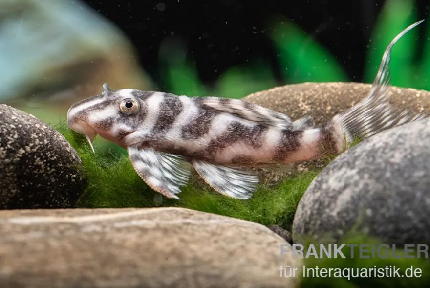 Harnischwels L 450, Hypancistrus sp. "Santarem"