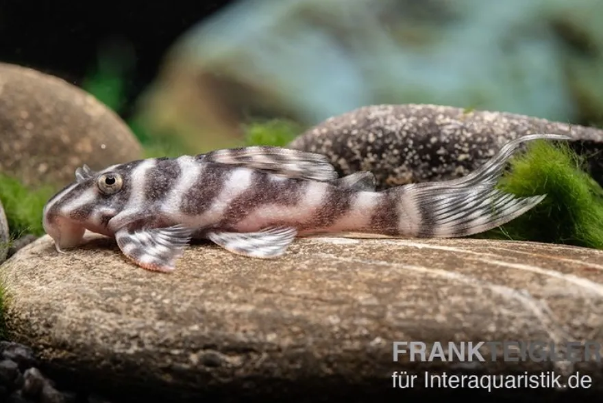 Harnischwels L 450, Hypancistrus sp. "Santarem"