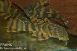 Harnischwels, L397, Panaqolus sp.