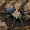 Hati-Hati-Vogelspinne, Phormingochilus hatihati