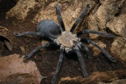 Hati-Hati-Vogelspinne, Phormingochilus hatihati