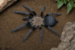Hati-Hati-Vogelspinne, Phormingochilus hatihati