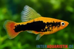 Hawaii Platy "Highfin", Xiphophorus variatus