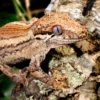 Höckerkopfgecko, Rhacodactylus auriculatus