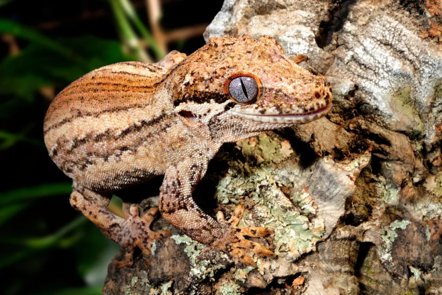 Höckerkopfgecko, Rhacodactylus auriculatus