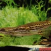 Hechtkopf, Luciocephalus pulcher