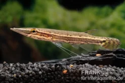 Hechtkopf, Luciocephalus pulcher