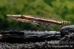 Hechtkopf, Luciocephalus pulcher