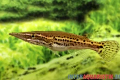 Hechtkopf, Luciocephalus pulcher