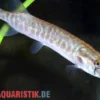 Hecht, Pike, Esox lucius, 10-12 cm (Kaltwasser)