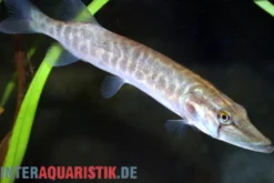 Hecht, Pike, Esox lucius, 10-12 cm (Kaltwasser)