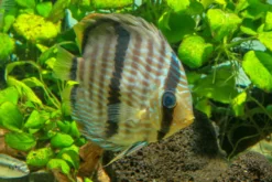 Heckel-Diskus, Symphysodon discus, WF