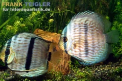 Heckel-Diskus, Symphysodon discus, WF