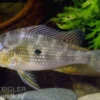 Heckels Buntbarsch, Acarichthys heckelii