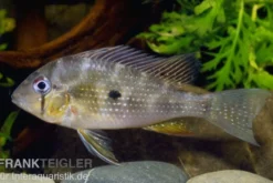 Heckels Buntbarsch, Acarichthys heckelii
