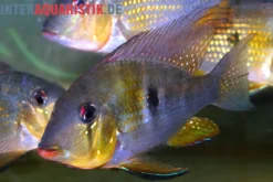 Heckels Buntbarsch, Acarichthys heckelii