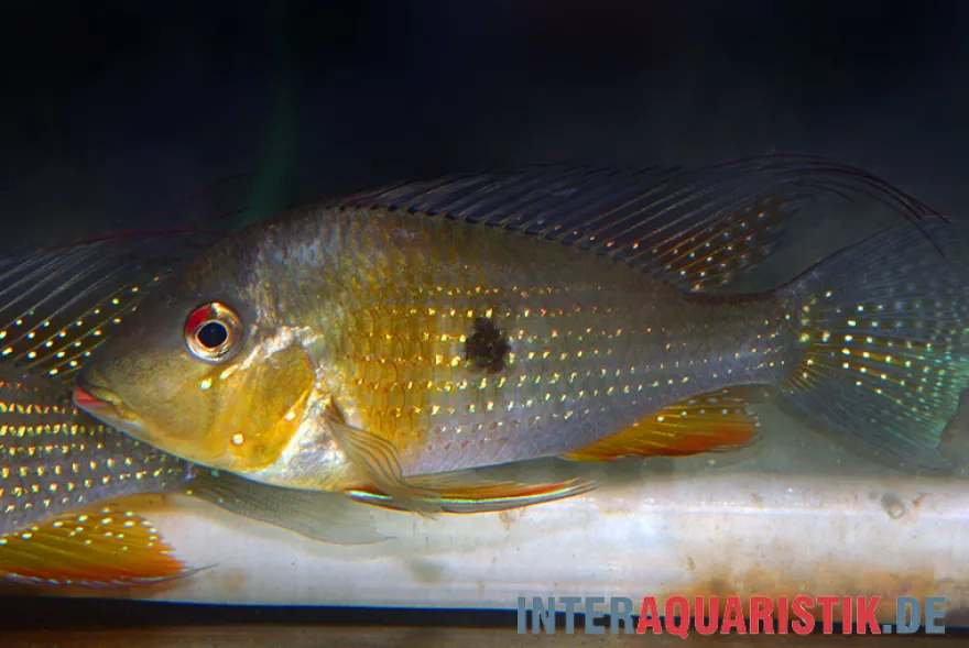 Heckels Buntbarsch, Acarichthys heckelii