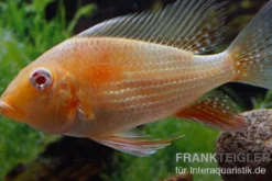Heckels Buntbarsch albino, Acarichthys heckelii, 5-7 cm