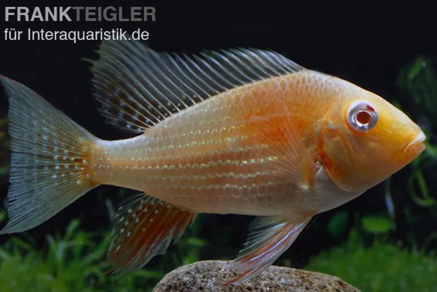 Heckels Buntbarsch albino, Acarichthys heckelii, 5-7 cm