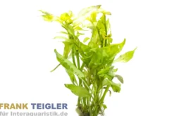 Heckenartiges Papageienblatt, Alternanthera ficoidea, im Topf
