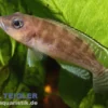 Hecq’s-Tanganjikasee-Buntbarsch, Neolamprologus hecqui