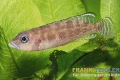 Hecq’s-Tanganjikasee-Buntbarsch, Neolamprologus hecqui