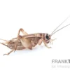 Heimchen, groß (8), Futterinsekten ca. 40 Stück