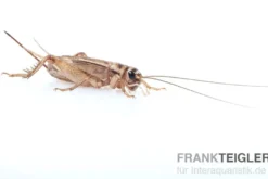 Heimchen, groß (8), Futterinsekten ca. 40 Stück